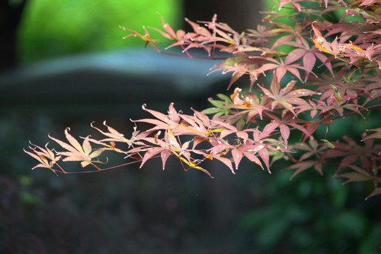 森林红叶