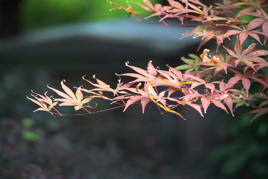 红叶