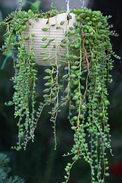 多肉植物