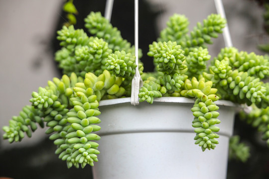 多肉植物