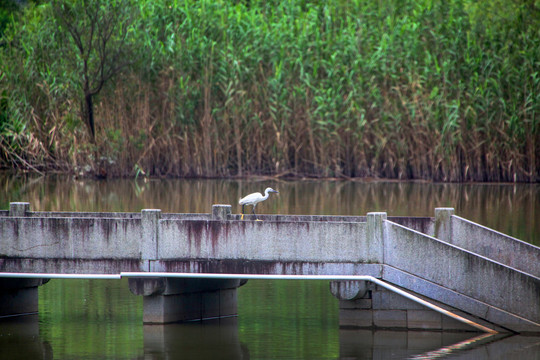 杭州西溪湿地