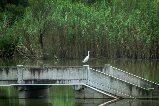 杭州西溪湿地