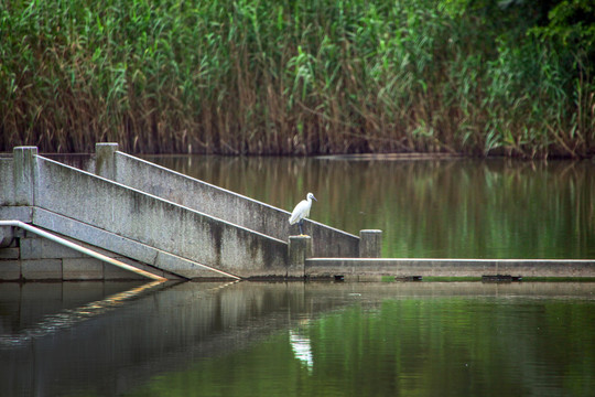 杭州西溪湿地