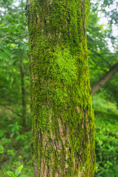 苔藓