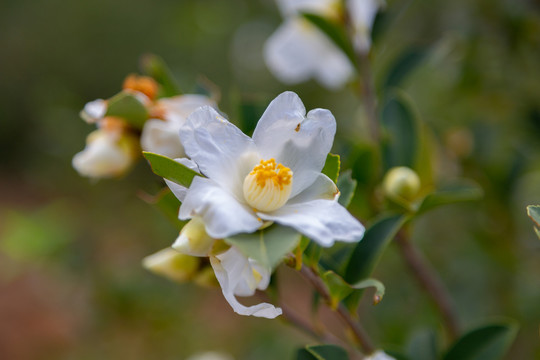 山茶花