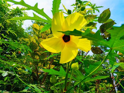 背光漏龙花