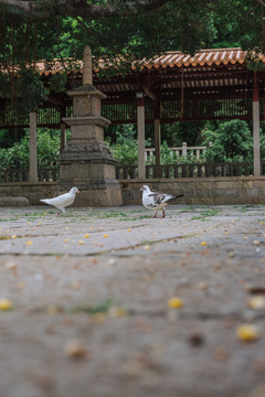 开元寺鸽子