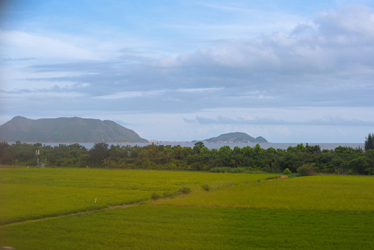 田野