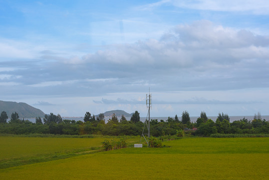 田野