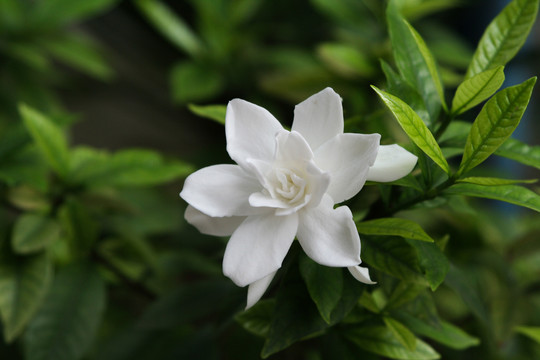 栀子美丽的花朵