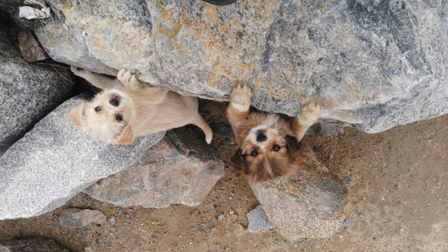 两个可爱的田园犬宝宝