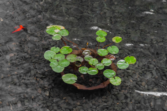 水中盆景植物