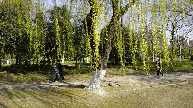 世纪公园春天杨柳树