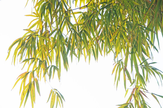 绿竹竹子竹叶素材背景