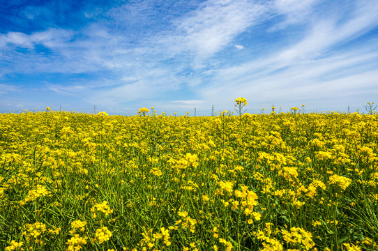 油菜花