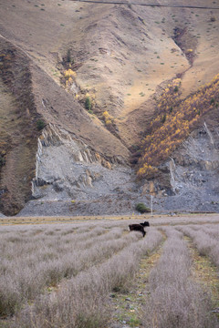 秋天川西新都桥草原牧场