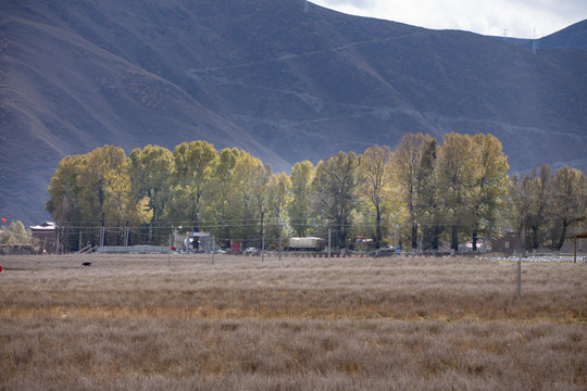 秋天川西新都桥草原牧场