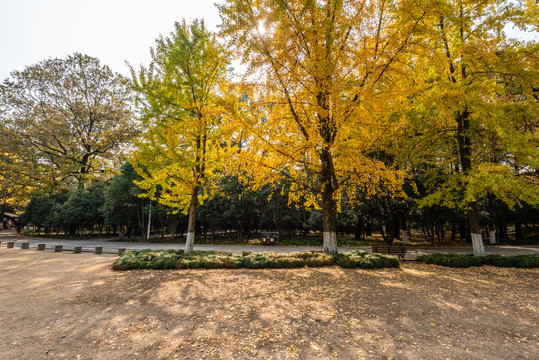 秋天中国南京灵谷寺的树林道路