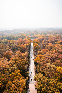 秋天俯瞰中国南京灵谷寺的园林