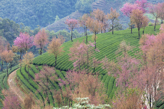 粉红色冬樱花与绿色茶山