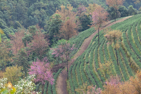 盛开冬樱花茶山风光