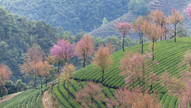 盛开冬樱花茶山风光