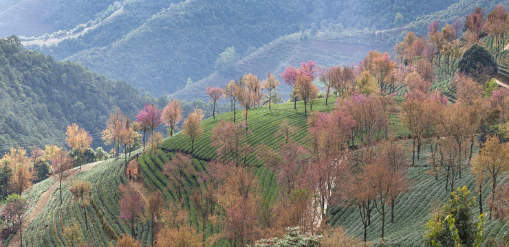 云南大理无量山樱花谷自然风光