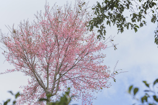 盛开冬樱花与蓝天