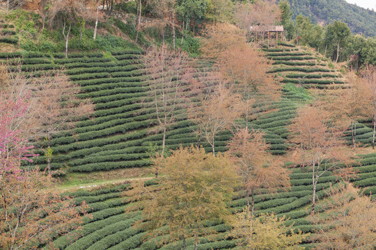 绿色茶山盛开冬樱花