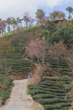 绿色茶山盛开冬樱花