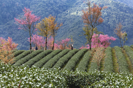 绿色茶山盛开冬樱花