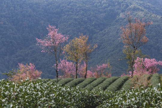 绿色茶山盛开冬樱花