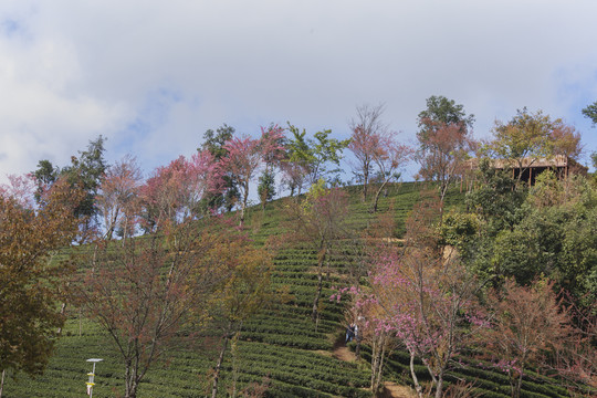 绿色茶山盛开冬樱花
