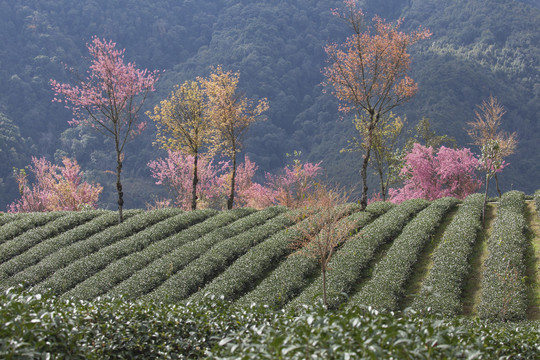 粉色冬樱花绿色茶山