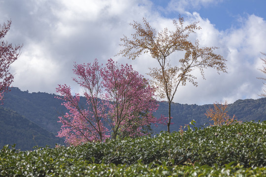 蓝天白云粉色冬樱花绿色茶山