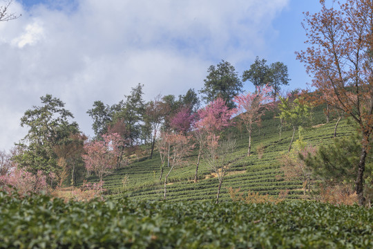 蓝天白云粉色冬樱花绿色茶山