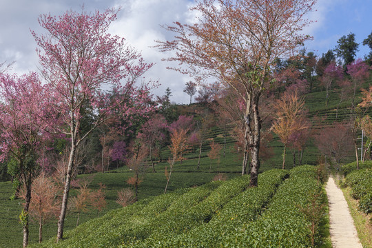 蓝天白云粉色冬樱花绿色茶山