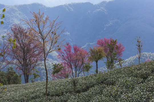 粉色冬樱花绿色茶山