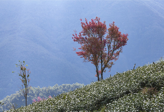 粉色冬樱花绿色茶山