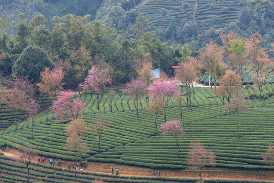 绿色茶山粉色冬樱花茶山风光