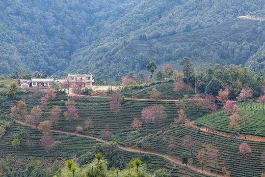 绿色茶山粉色冬樱花茶山风光