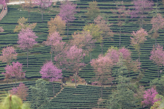 绿色茶山粉色冬樱花茶山风光