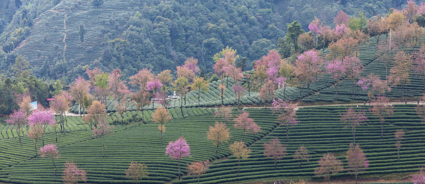 绿色茶山粉色冬樱花茶山风光