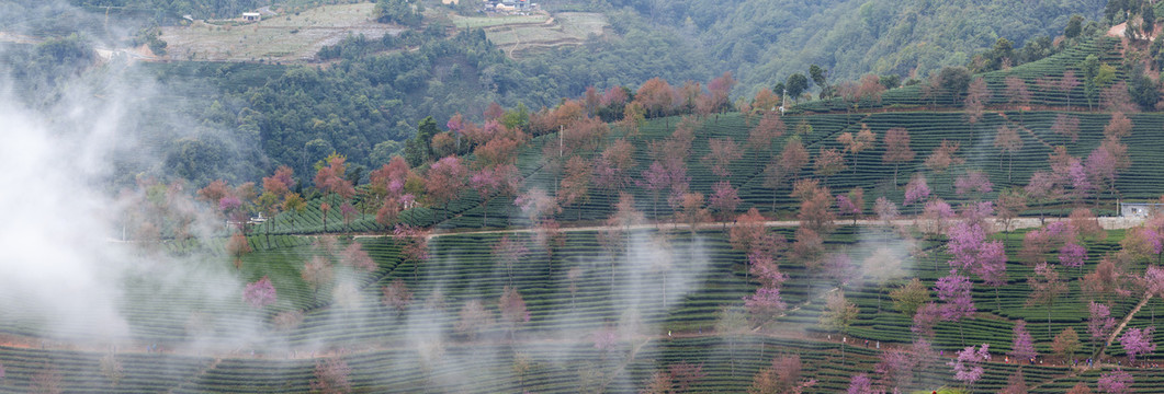 晨雾缭绕茶山冬樱花自然景观