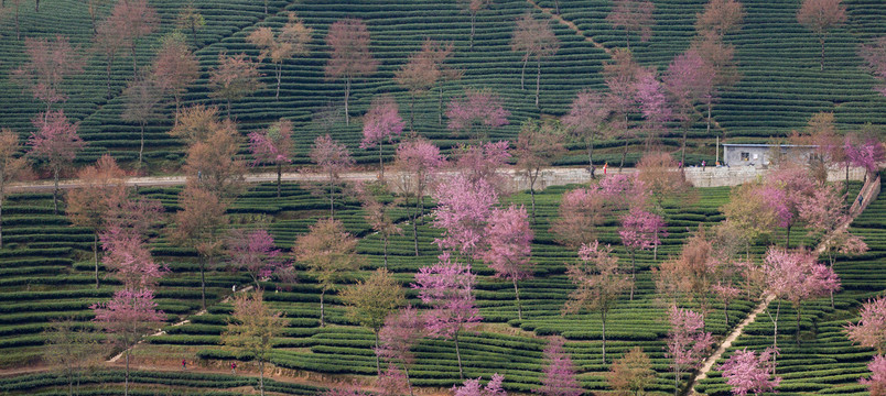 绿色茶山粉色冬樱花茶山风光