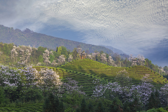 蓝天白云蜿蜒茶山泡桐花