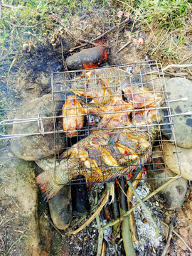 露营郊游野餐烧烤烤鱼