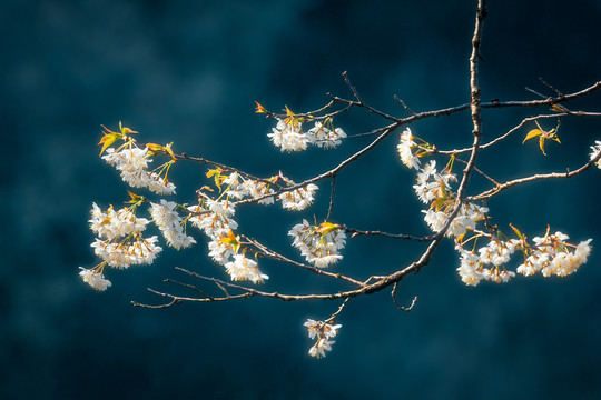 山花烂漫