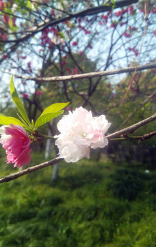 树枝花朵