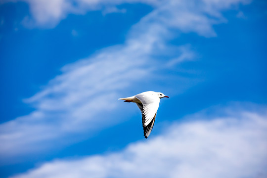 海鸥